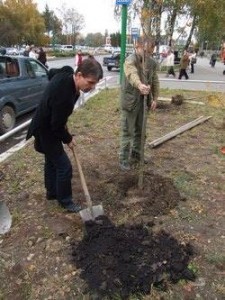 TEII SE ÎNTORC ACASĂ
