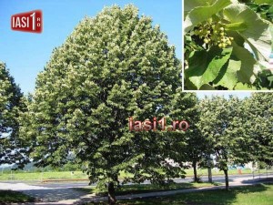 Tilia-tomentosa-Iesenii-vor-teii-replantati-pe-Stefan-cel-Mare